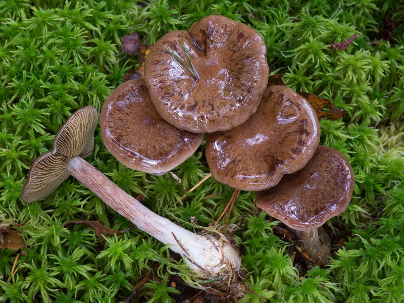 Cortinarius scaurus